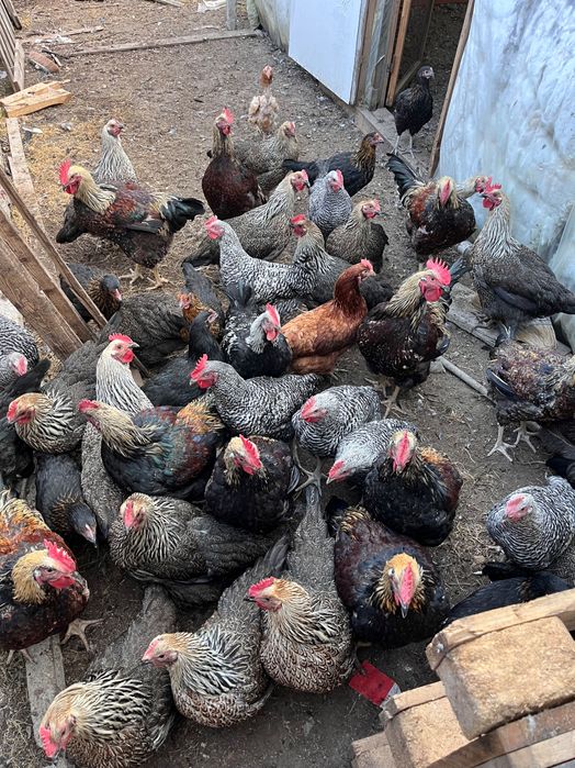 Петли за клане 5 месечни