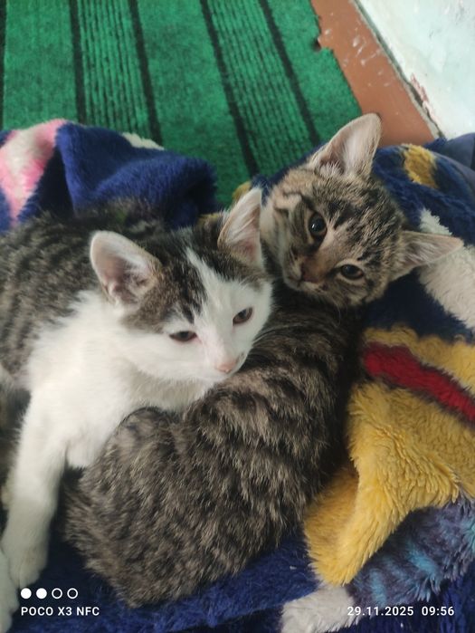 Қыз пышықлар беріледі