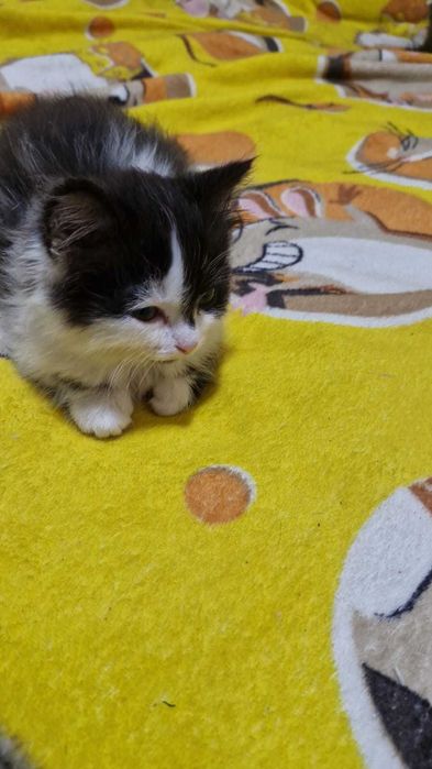 Котята ищут дом.