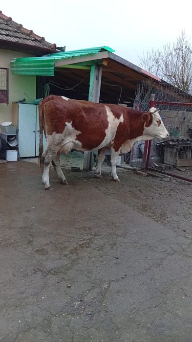 Vaci Bălțată Românească