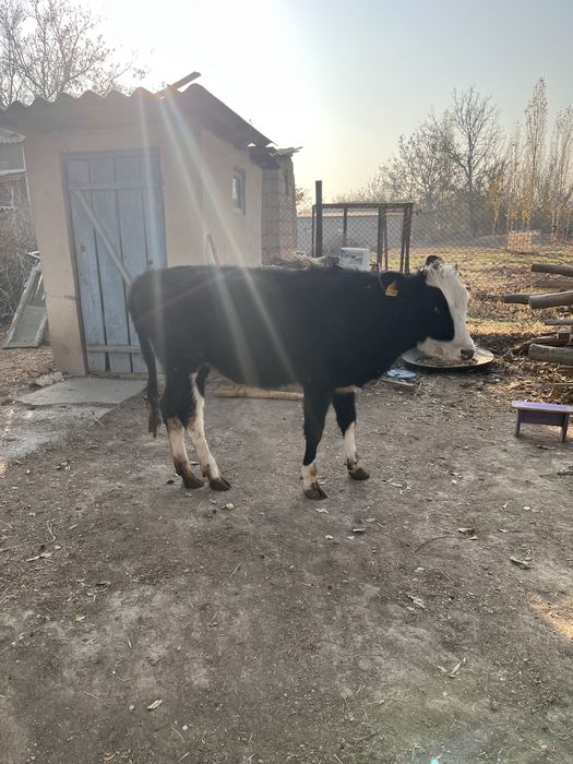 Ургашы бұзау сатылады