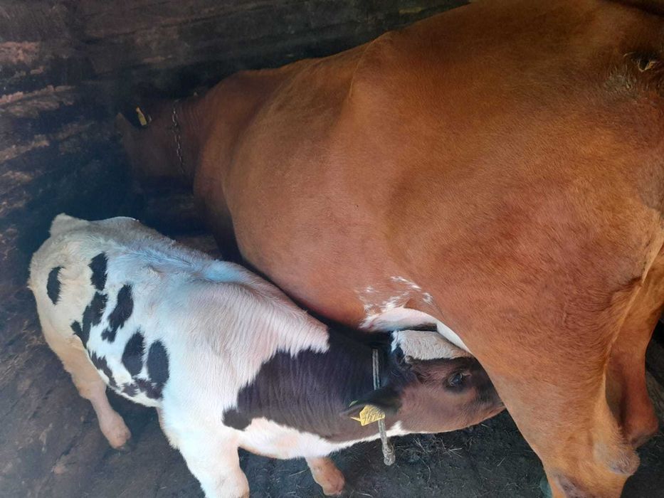 Vând Văcuță Metis Bălțată cu Angus + Vițel 180 kg