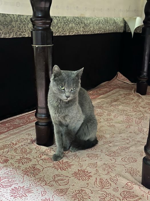 Mushuk parodali qiz bola