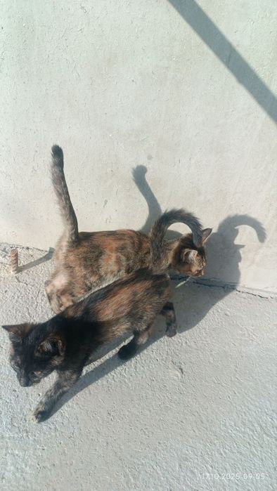Отдам даром! Котята в хорошие руки