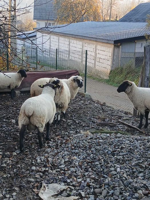 Oi sufolg  de vânzare