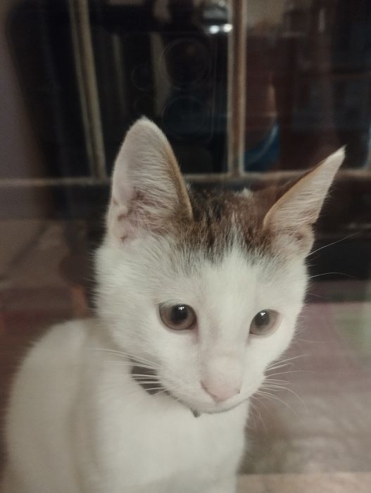 Подарявам котарак