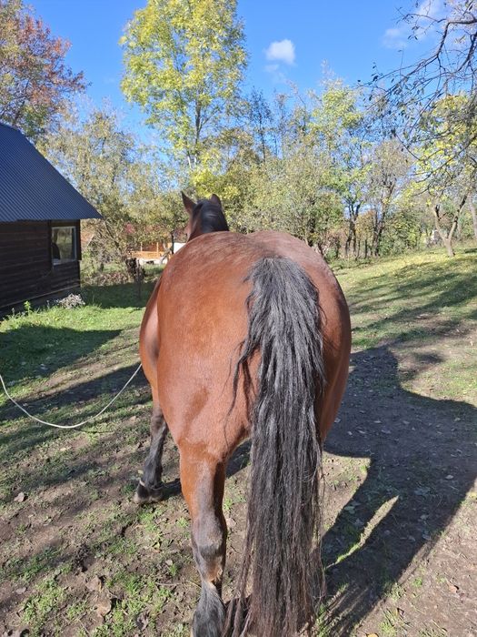 Vand iapa de 9 ani cu acte in regula