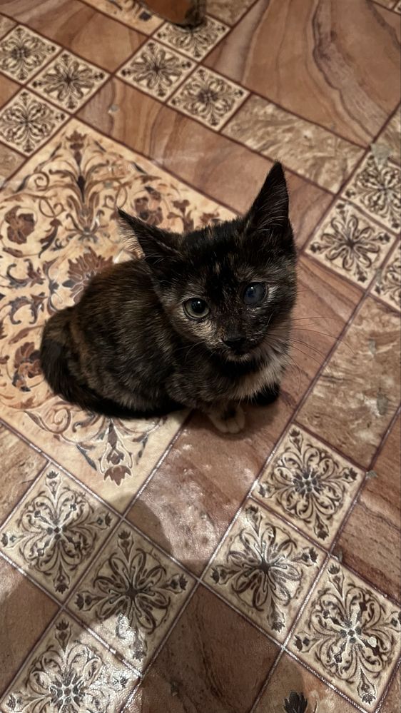 Котенок срочно ищет дом