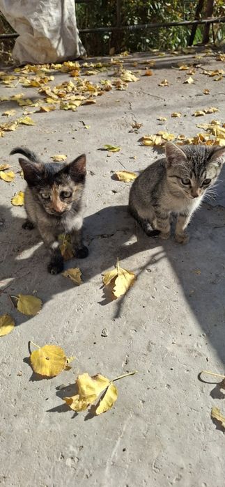Отдам котят в добрые руки