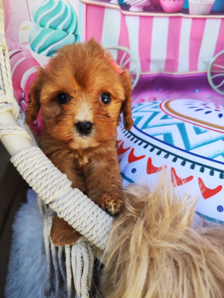 Той Кавапу- Cavapoo/ Той пудел и Кавалер Кинг Чарлз шпаньол