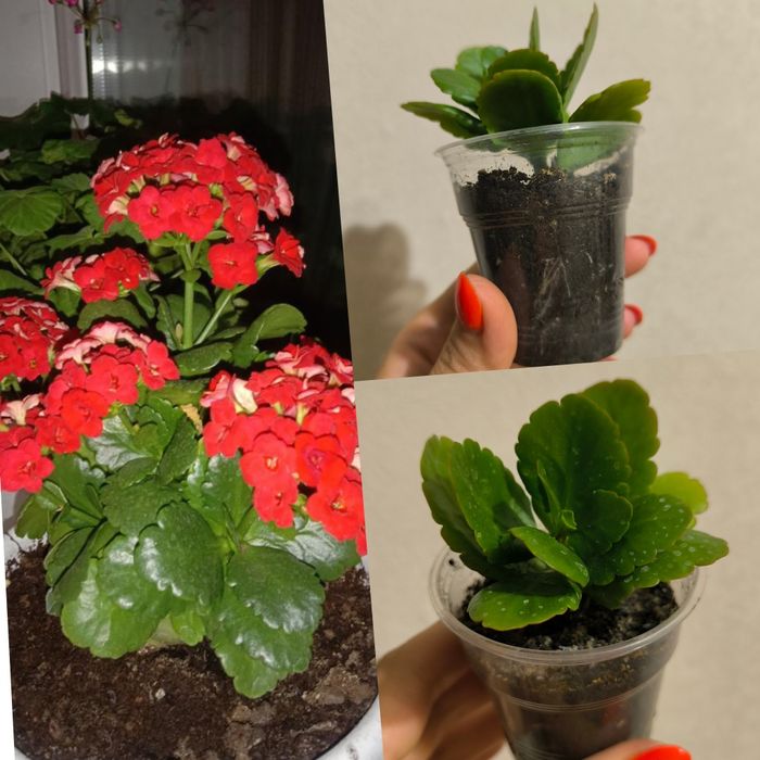 Комнатные растения цветы Каланхоэ