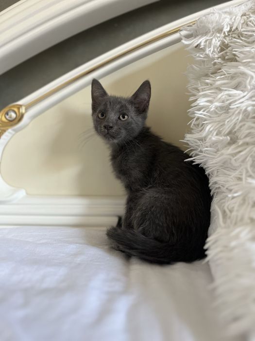 motanel albastru de rusia