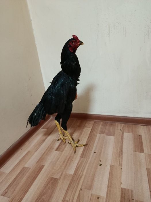 Joʻjalar sotiladi srochno.