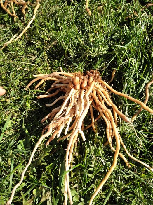 Radacini de sparanghel pe rod