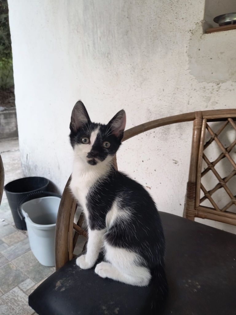 Подарявам 2 мъжки котета