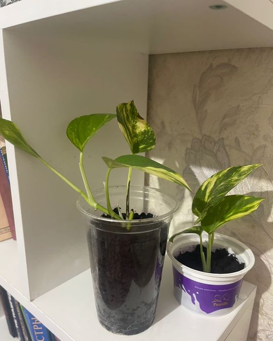 Цветы росток сциндапсуса