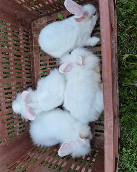 Vând iepuri cap de leu pitic