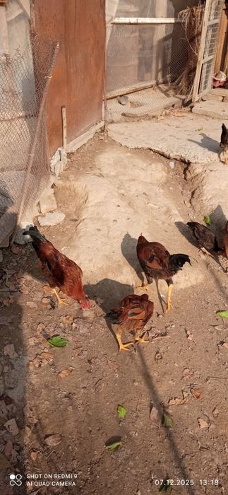 Жойдори хуроз сроча