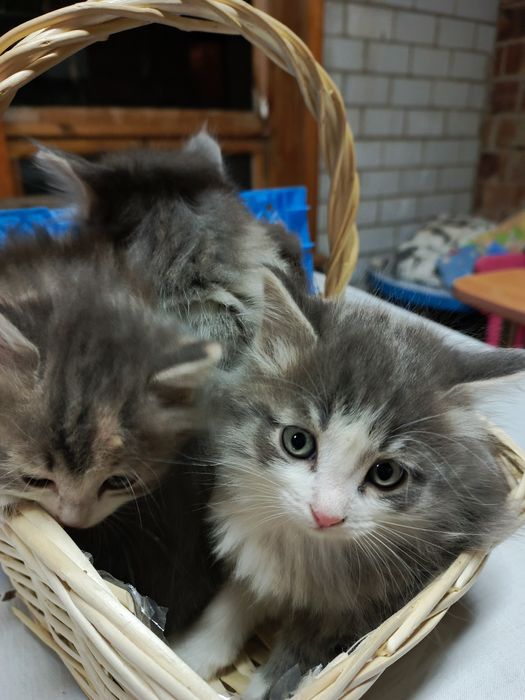 Отдам котят в добрые,заботливые руки