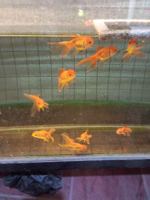 Продаются золотые рыбки