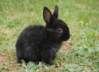 Декоратнивни зайчета