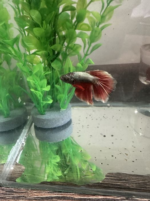 Pesti betta long tail / superb delta / crown tail