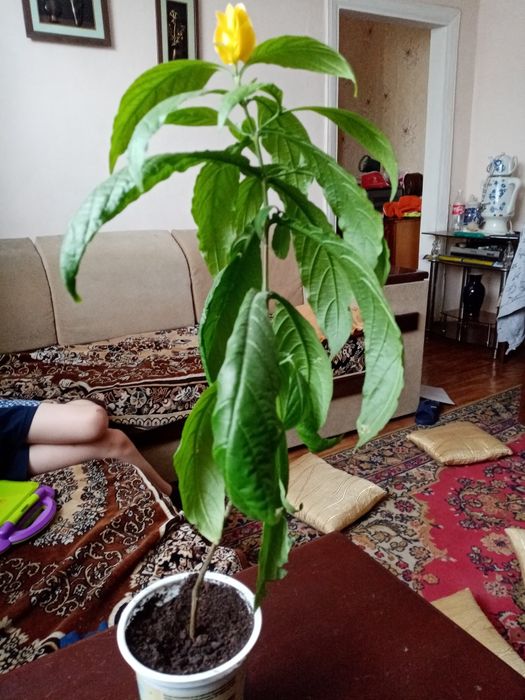 Пахистахис цветок
