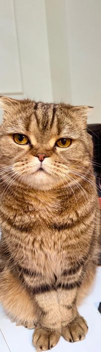 Шотландискиский мысык