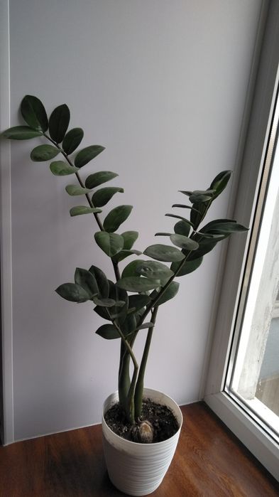 Продам замиокулькас