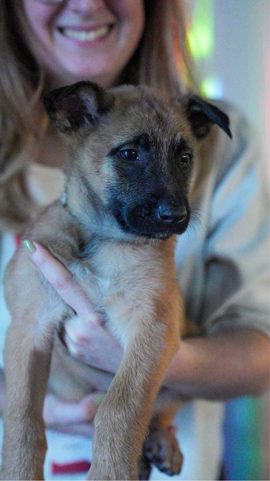 Malinois cu pedigree FCI (mascul)