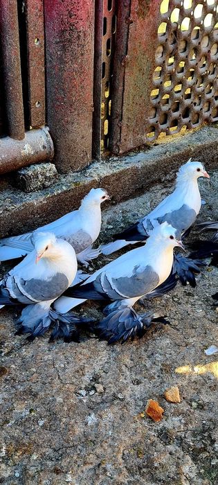 Rândunelele de Saxonia