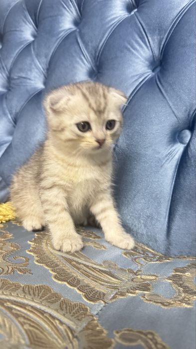 Arzonga seribristiy quloqchasi qaytgan shinshilla mushukcha