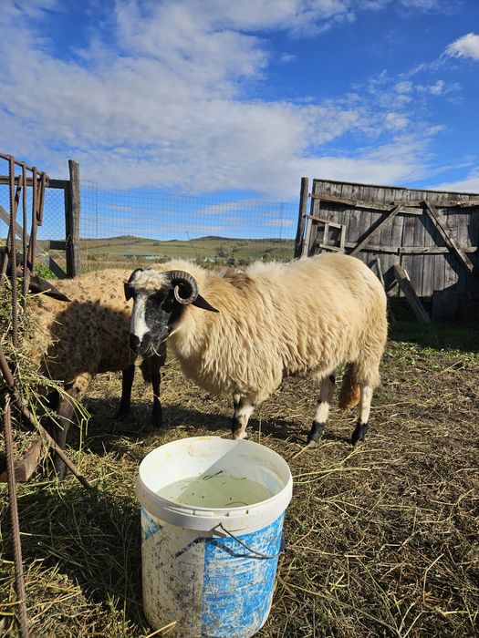 Vand o miala breaza.