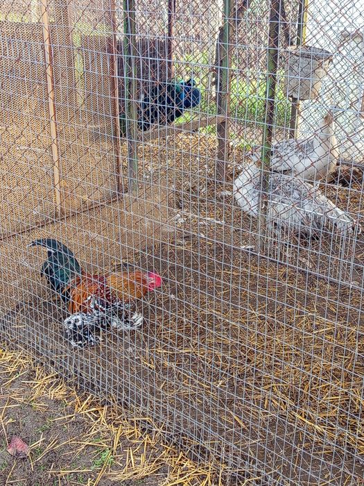 Холандска гащата,фазани,пауни,якалии  и мандаринки
Фазани чарвено-злат