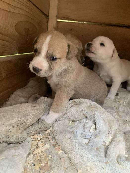 Spre adopție cățeluși patru saptamani