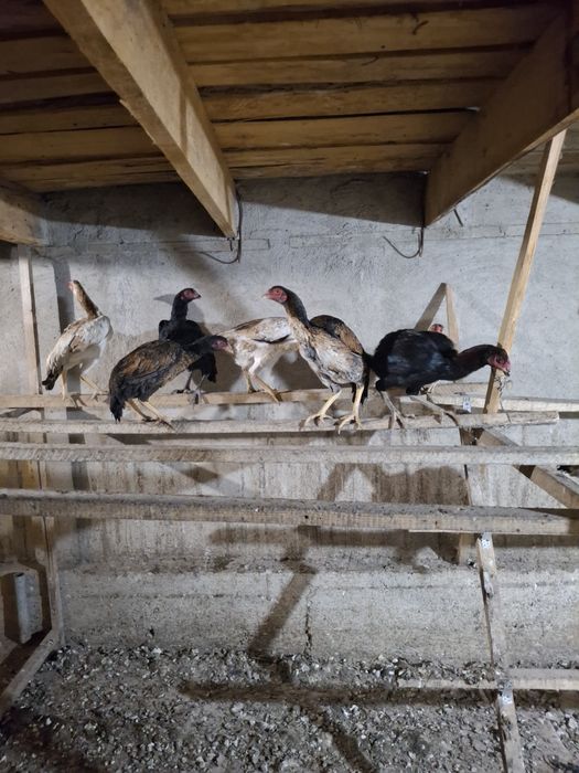 Таза дакан тауықтар 35 шт 8500 тенгеден