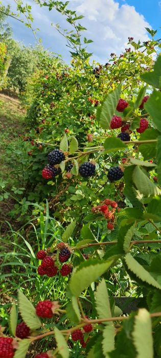 Vînd mure soiul Thornfree!!!