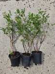 Plante Afin 14lei