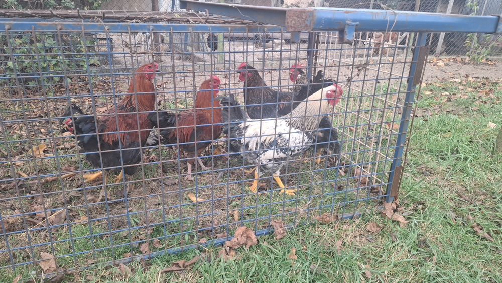 Vând Cocoşi de 6 luni