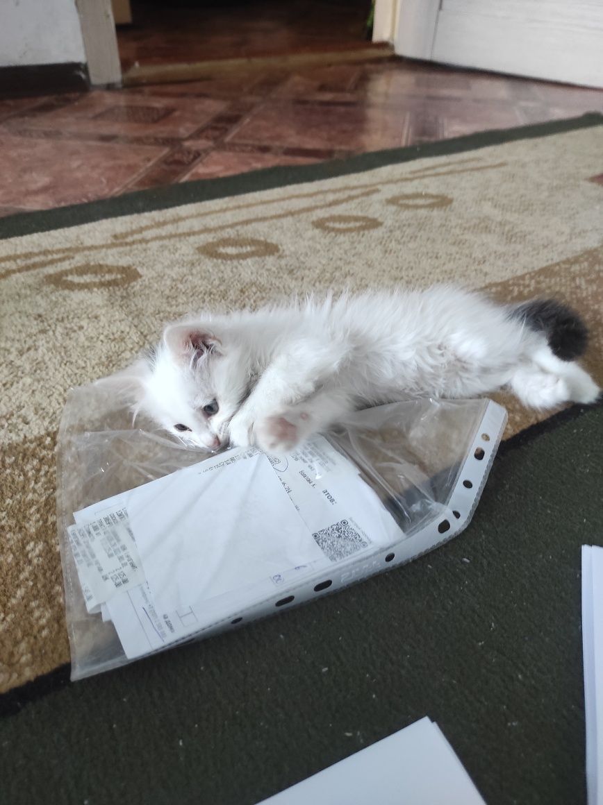 Отдам котят в добрые руки
