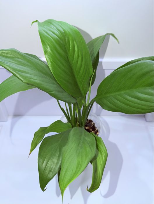 Спатифиллум, комнатные цветы, комнатные растения