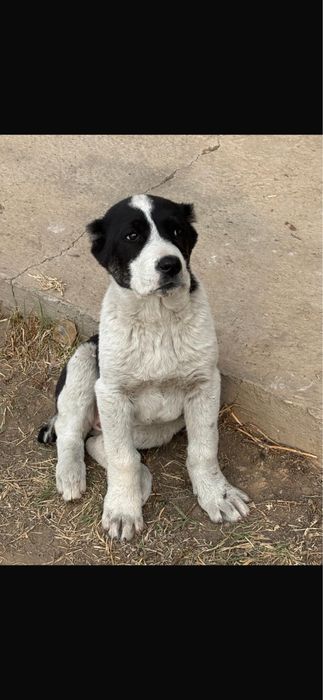 Продам алабая девочка