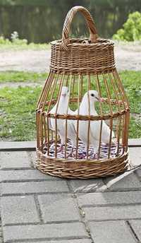 Бели пощенски гълъби за сватби,тържества,кръщене и други поводи