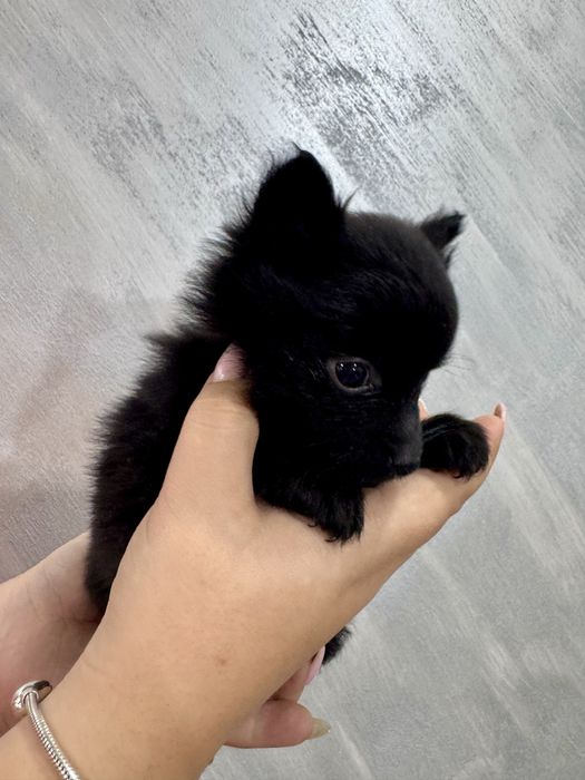 Продавам Померанчета