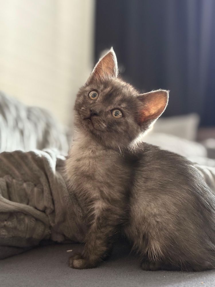 Котенок девочка ищет дом