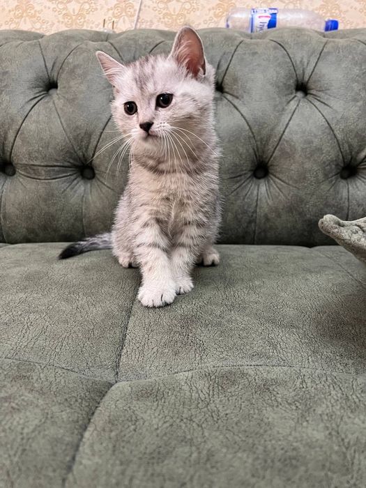 Британские котята ,серебристая шиншила
