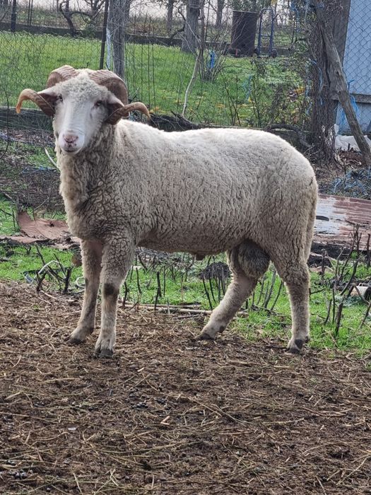 Berbec tanar pentru pastrama