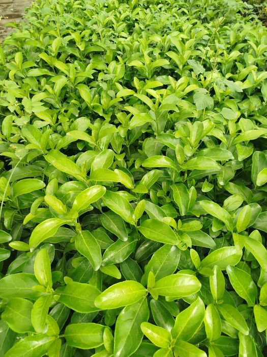 Хар хил турдаги кустарник буталар