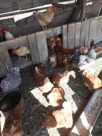 Vând găini ouatoare roșii