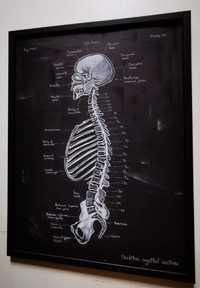 Tablou Anatomia scheletului uman